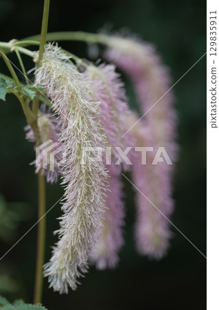 Hanging, Karyotsou 129835911