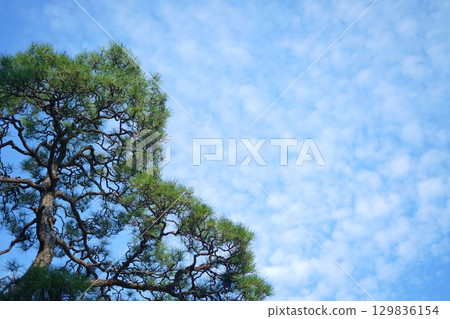 Pine trees stretching towards the blue autumn sky with cirrocumulus clouds Pine trees stretching towards the blue autumn sky with cirrocumulus clouds 129836154
