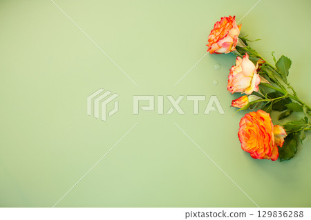 Single red-orange rose on pastel green background Single red-orange rose on pastel green background 129836288