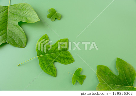 Fresh leaf shapes in abstract layout for design 129836302