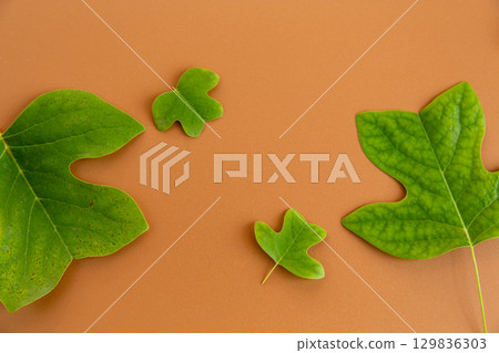 Arrangement of fresh green leaves with empty space 129836303