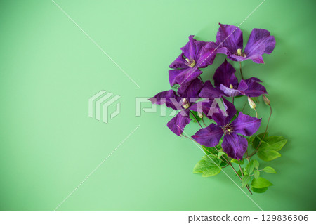 delicate purple clematis from above on plain background 129836306