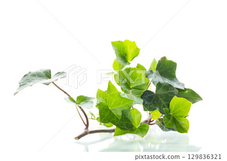 Close-up of green ivy branch with leaves on white background Close-up of green ivy branch with leaves on white background 129836321