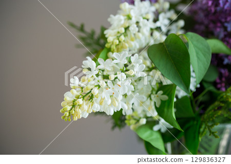 Lush white and lilac lilacs on a plain background Lush white and lilac lilacs on a plain background 129836327