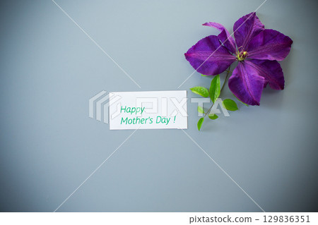 Single purple clematis flower from above with grey background 129836351