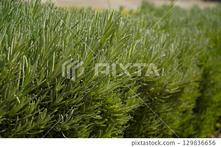 Vibrant Green Lavender Plants Flourishing in Beautiful Garden Setting Surrounded by Nature Vibrant Green Lavender Plants Flourishing in Beautiful Garden Setting Surrounded by Nature 129836656