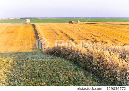 Barley harvest at sunset. A combine works in the background. 129836772