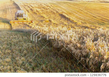 Barley harvest at sunset. A combine works in the background. Barley harvest at sunset. A combine works in the background. 129836776