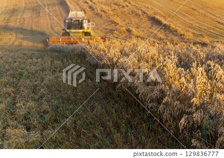 Barley harvest at sunset. A combine works in the background. 129836777