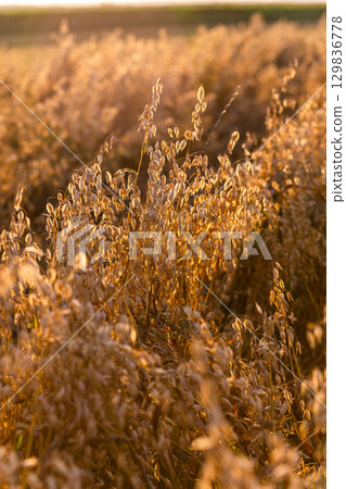 Close-up of ripe barley ears, gently swaying in golden sunlight. 129836778