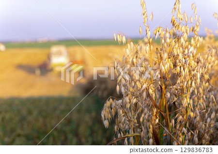 Barley harvest at sunset. A combine works in the background. Barley harvest at sunset. A combine works in the background. 129836783