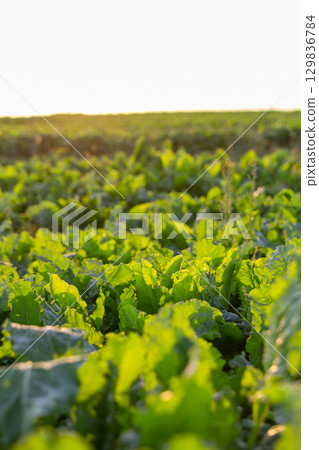 Aerial view of a lush green sugar beet field with vibrant leaf tops 129836784