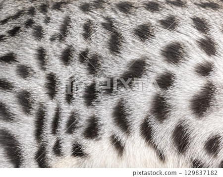 Silver spotted cat on black background 129837182