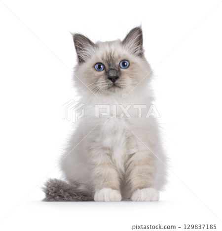 Sacred Birman kitten on white 129837185