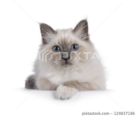 Sacred Birman kitten on white 129837186