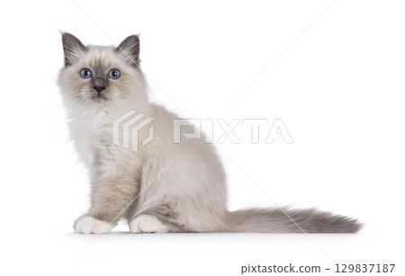 Sacred Birman kitten on white 129837187