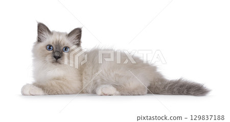 Sacred Birman kitten on white 129837188