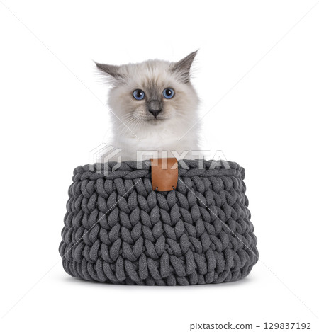 Sacred Birman kitten on white 129837192