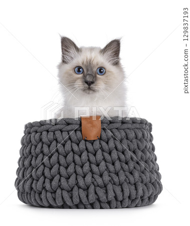 Sacred Birman kitten on white 129837193