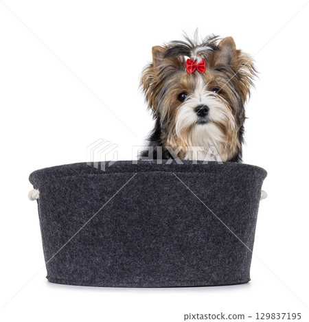 Biewer Terrier dog in basket on white Biewer Terrier dog in basket on white 129837195