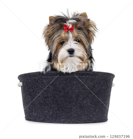 Biewer Terrier dog in basket on white 129837196