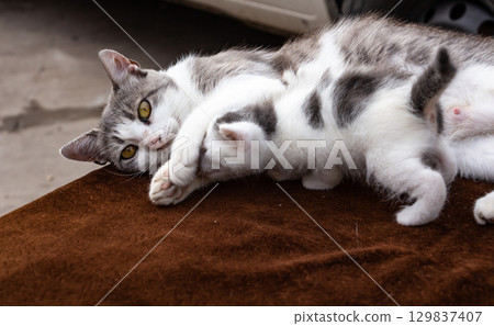 A gray and white mother cat washes her baby, cats in the village 129837407