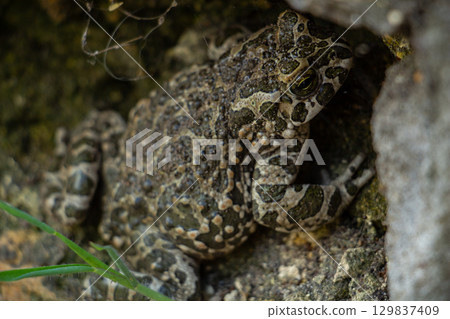 Large spotted frog in the backyard yard 129837409