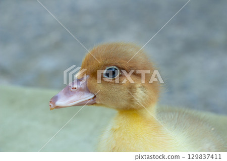 Yellow duckling looks at the camera, close-up, poultry farming, farm animals Yellow duckling looks at the camera, close-up, poultry farming, farm animals 129837411