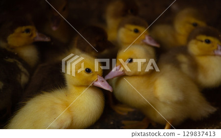 Little yellow ducklings, newborn ducklings, poultry farm, animal husbandry Little yellow ducklings, newborn ducklings, poultry farm, animal husbandry 129837413
