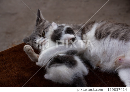 A gray and white mother cat washes her baby, cats in the village 129837414