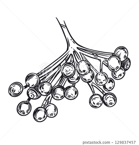 Viburnum, a large branch of the berries of the viburnum shrub, hand-drawn in ink, translated into a vector. The illustration is suitable for printing on fabric, paper, label design, product packaging Viburnum, a large branch of the berries of the viburnum shrub, hand-drawn in ink, translated into a vector. The illustration is suitable for printing on fabric, paper, label design, product packaging 129837457