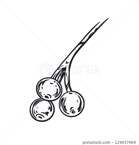 Viburnum berries on a twig, berries of the viburnum shrub, hand-drawn in ink and translated into vector. Vector illustration for printing on paper, fabric, for food and cosmetics packaging design.  Viburnum berries on a twig, berries of the viburnum shrub, hand-drawn in ink and translated into vector. Vector illustration for printing on paper, fabric, for food and cosmetics packaging design.  129837469
