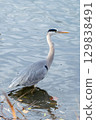 灰鷺站在湖面上 129838491