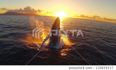 Humpback whales breaching the ocean surface at sunset 129839157