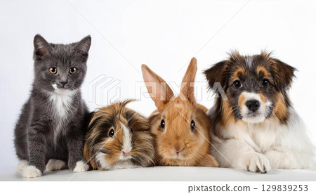 Portraits of a dog, cat, rabbit and guinea pig 129839253