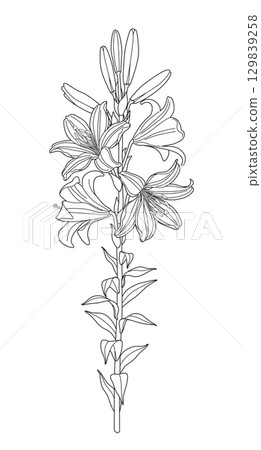 Flowering Garden Plant Lily Outline Drawing Flowering Garden Plant Lily Outline Drawing 129839258