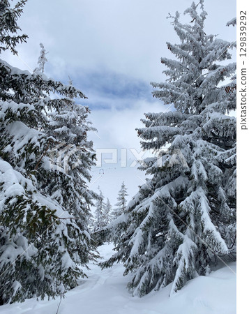 Snowy Pine Forest in Winter 129839292