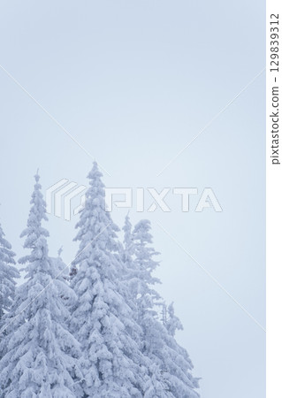 Snow-Covered Evergreen Trees in Winter Landscape Snow-Covered Evergreen Trees in Winter Landscape 129839312