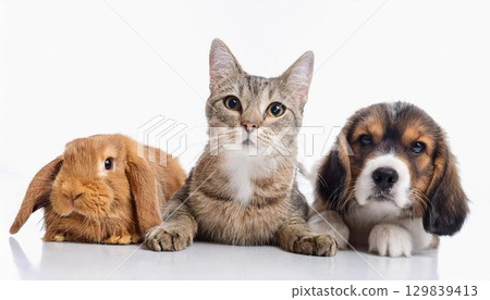 Dog, cat and rabbit portrait Dog, cat and rabbit portrait 129839413