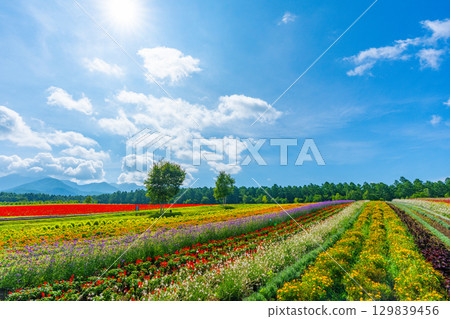 Yatsugatake Flower Garden Yatsugatake Garden Project 129839456