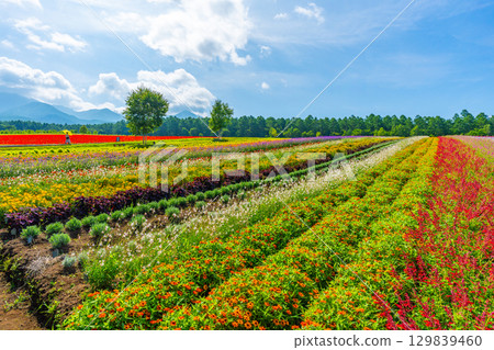 Yatsugatake Flower Garden Yatsugatake Garden Project Yatsugatake Flower Garden Yatsugatake Garden Project 129839460