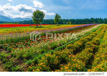 Yatsugatake Flower Garden Yatsugatake Garden Project 129839477