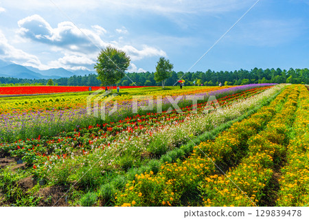 Yatsugatake Flower Garden Yatsugatake Garden Project 129839478