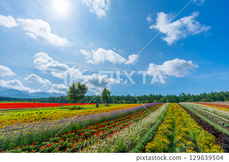 Yatsugatake Flower Garden Yatsugatake Garden Project Yatsugatake Flower Garden Yatsugatake Garden Project 129839504