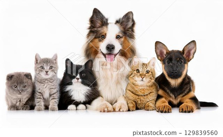 Dog and cat portrait Dog and cat portrait 129839560