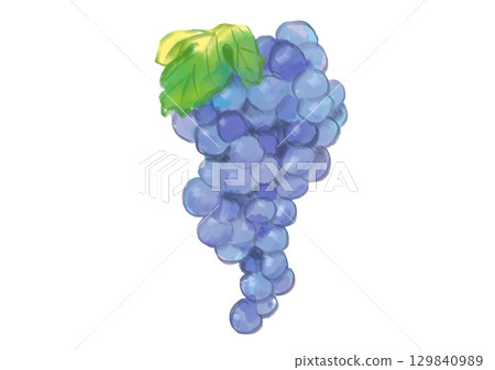 Hand-drawn watercolor illustration of freshly picked and delicious grapes and leaves Hand-drawn watercolor illustration of freshly picked and delicious grapes and leaves 129840989