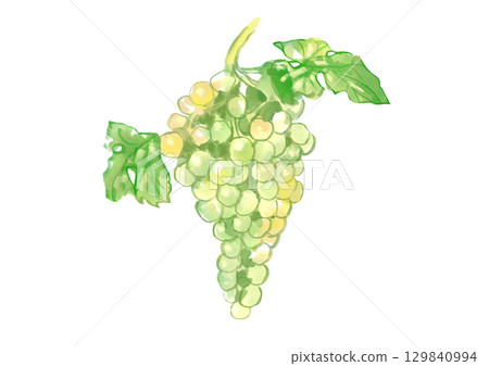 Hand-drawn watercolor illustration of freshly picked and delicious white grapes and leaves 129840994