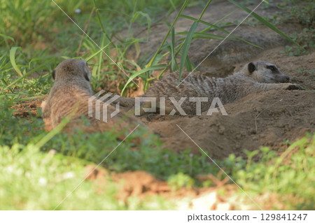 貓鼬喜歡挖地然後躺下 129841247