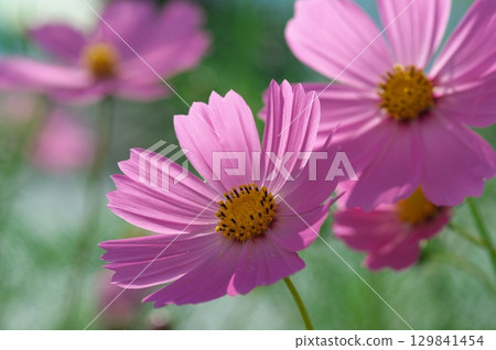 Cosmos flowers 129841454
