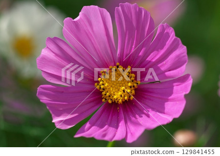 盛開的粉紅色波斯菊 129841455